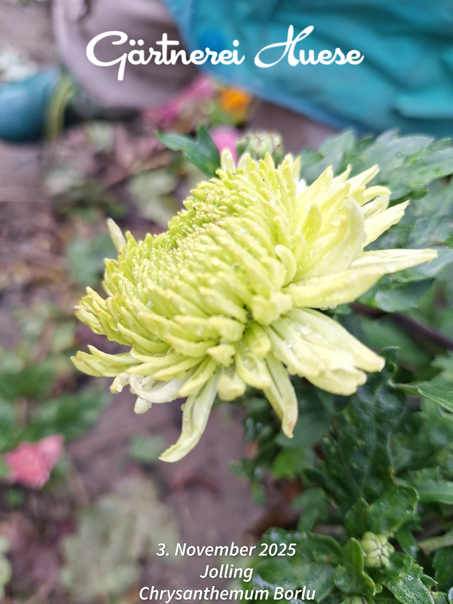 Chrysanthemum "Borlu" - 5 Stecklinge BIO