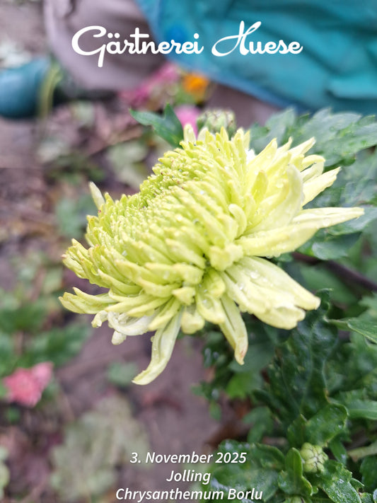 Chrysanthemum "Borlu" - 5 Stecklinge BIO
