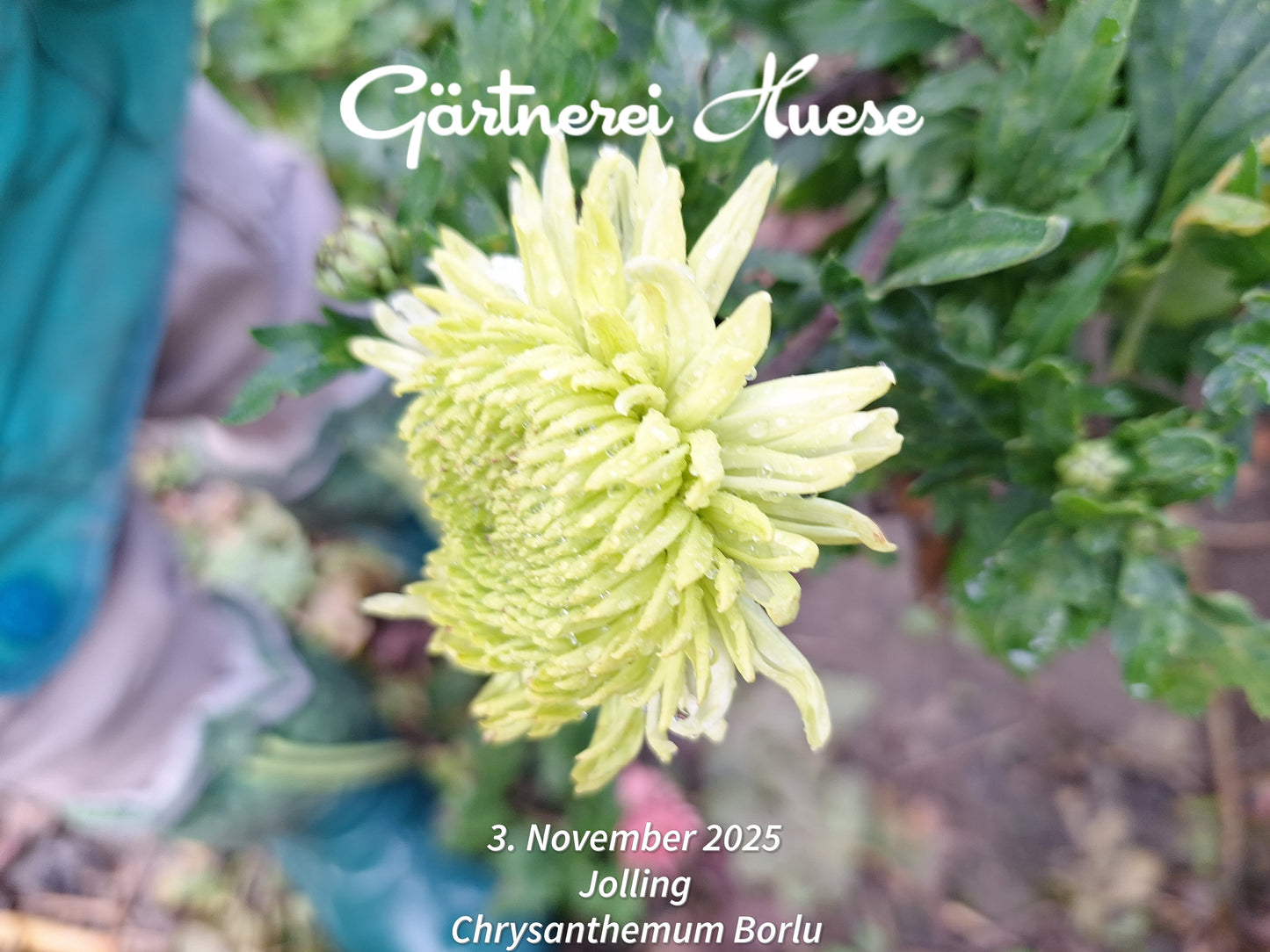 Chrysanthemum "Borlu" - 5 Stecklinge BIO
