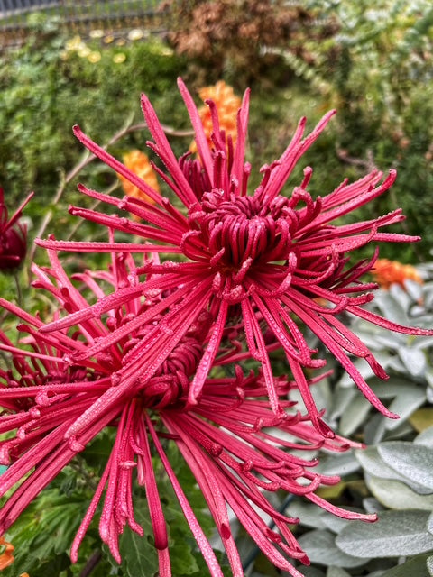 Chrysanthemum "Burgundy Spider" 5 Stecklinge BIO