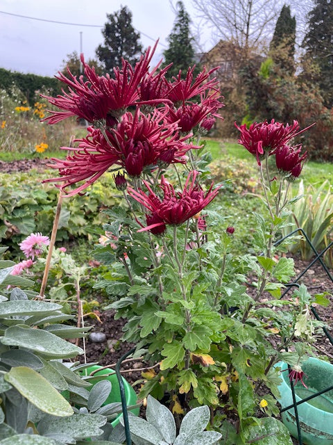 Chrysanthemum "Burgundy Spider" 5 Stecklinge BIO
