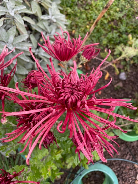 Chrysanthemum "Burgundy Spider" 5 Stecklinge BIO