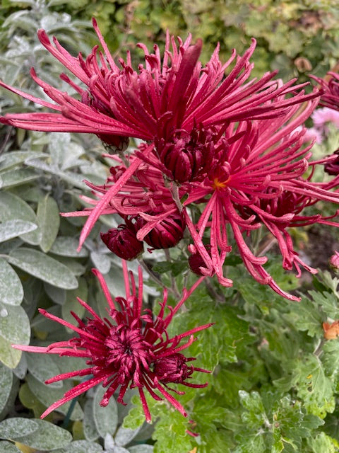 Chrysanthemum "Burgundy Spider" 5 Stecklinge BIO