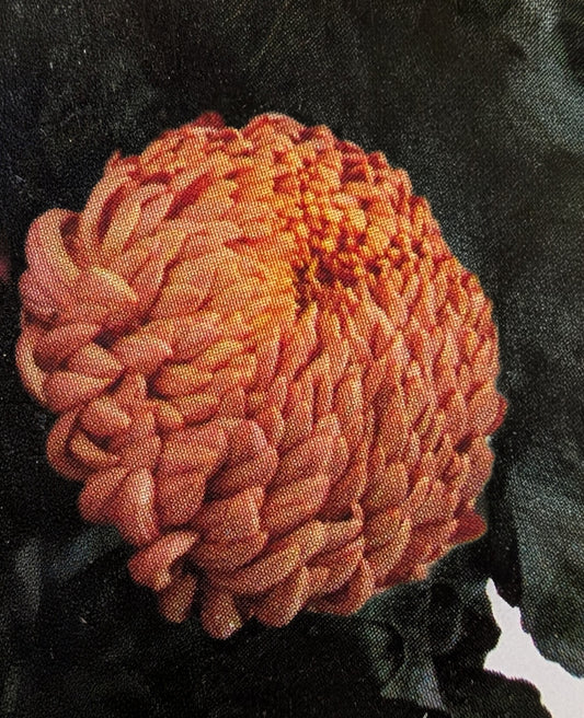 Chrysanthemum "Canterbury Honey" 5 Stecklinge BIO