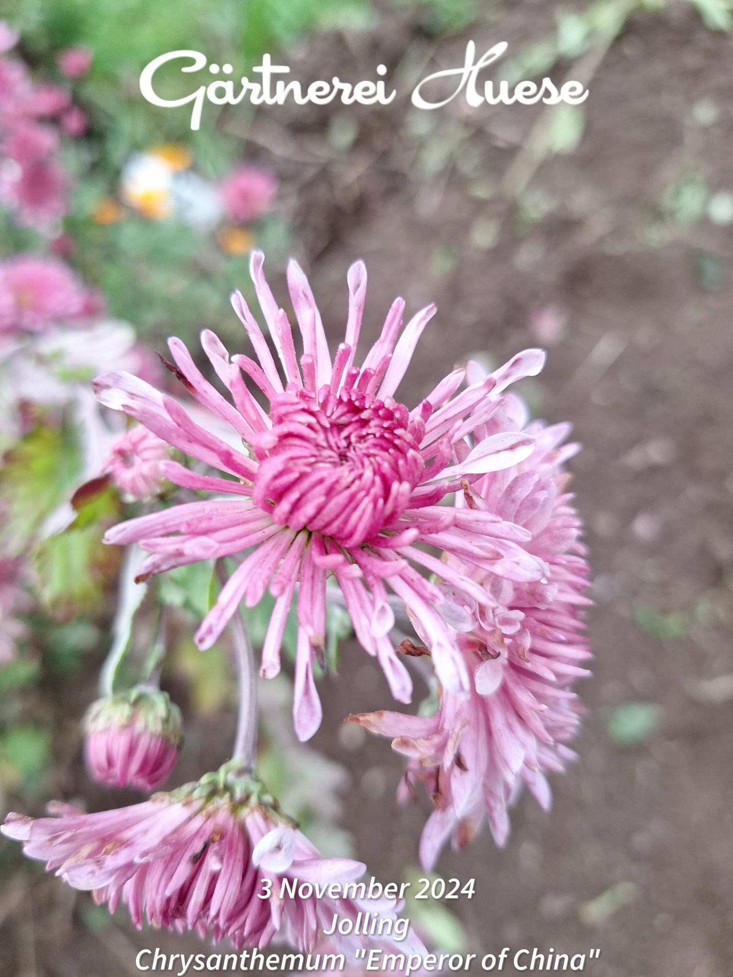 Überraschungs-paket WINTERHART - 5 Chrysanthemenstecklinge - BIO