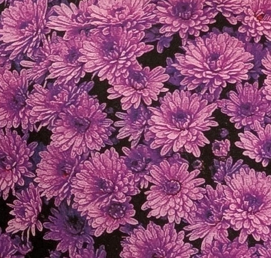 Chrysanthemum "Fairy Dust" 5 Stecklinge BIO