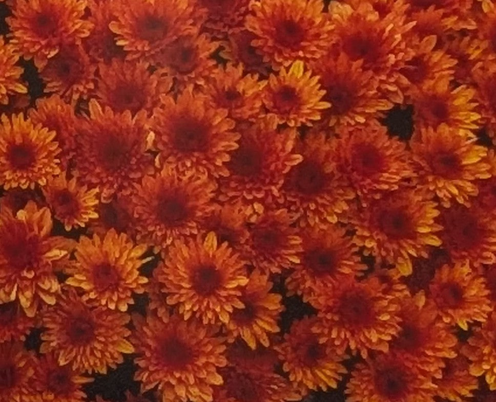 Chrysanthemum "Fire Dance" 5 cuttings organic