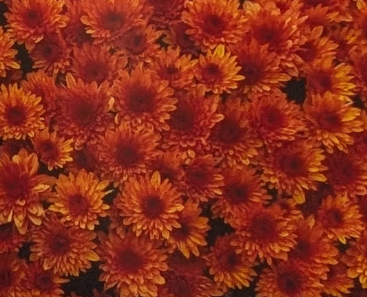Chrysanthemum "Fire Dance" 5 Stecklinge BIO