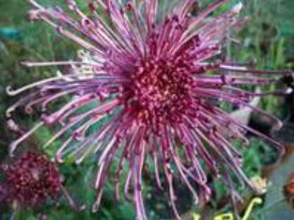 Chrysanthemum "Fleur de Lis" - 5 Stecklinge BIO