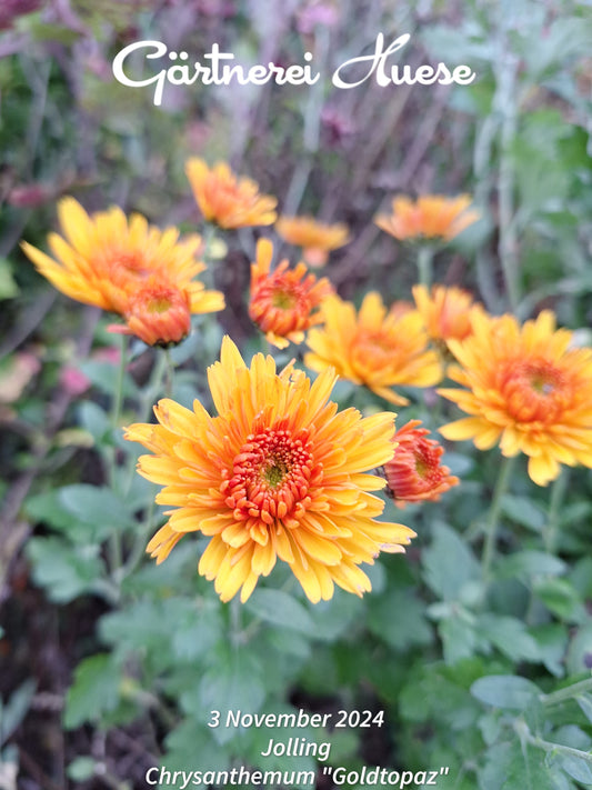 Chrysanthemum "Goldtopaz" - 5 Stecklinge BIO