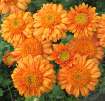 Chrysanthemum "Goodlife Sombrero" - 5 Stecklinge BIO