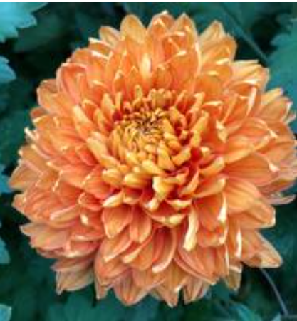Chrysanthemum "Mayford Perfection Bronze" - 5 Stecklinge BIO