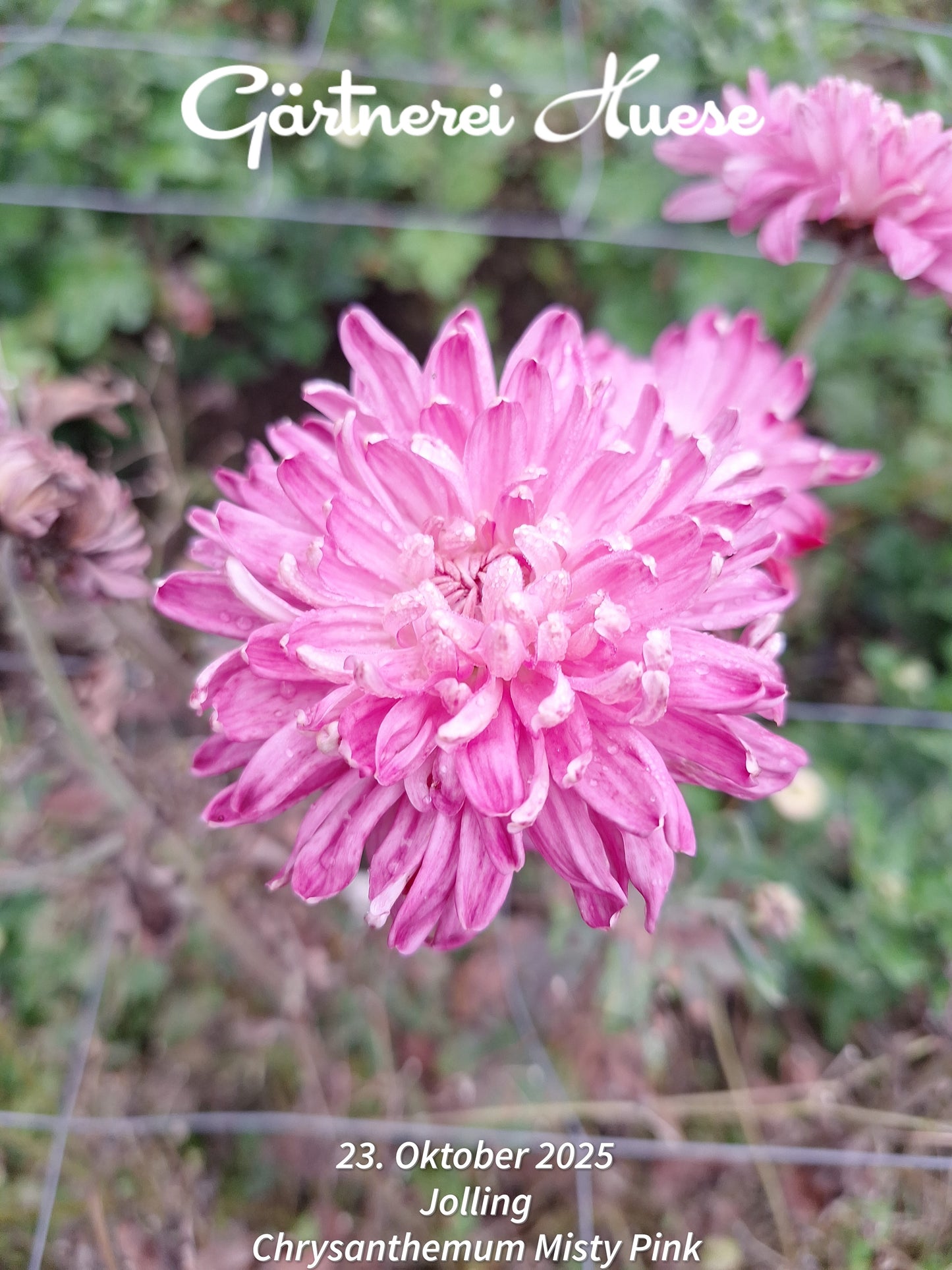 Chrysanthemum "Misty Pink" - 5 Stecklinge BIO