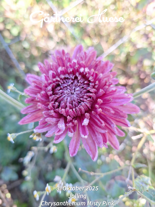 Chrysanthemum "Misty Pink" - 5 Stecklinge BIO