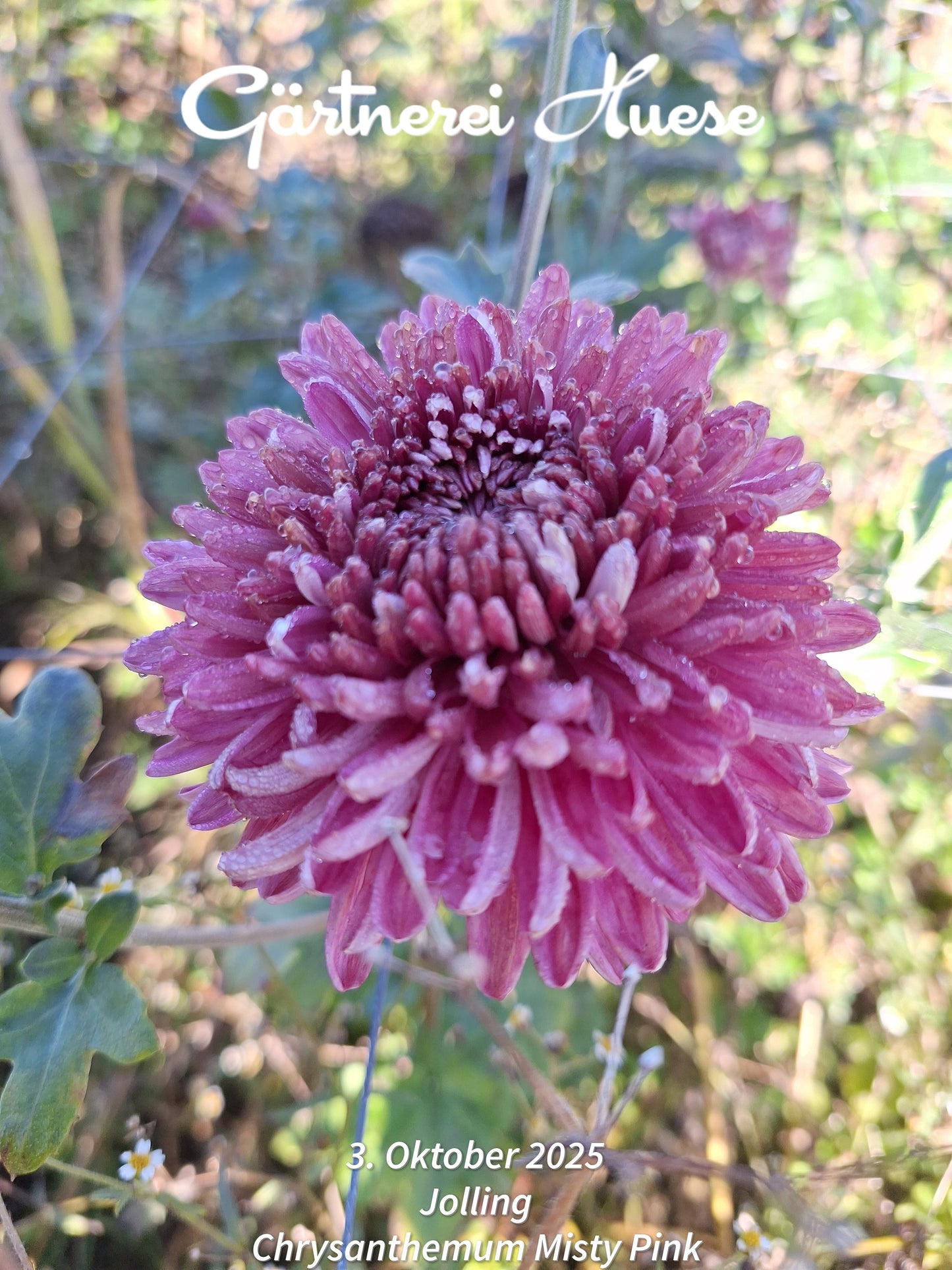 Chrysanthemum "Misty Pink" - 5 Stecklinge BIO