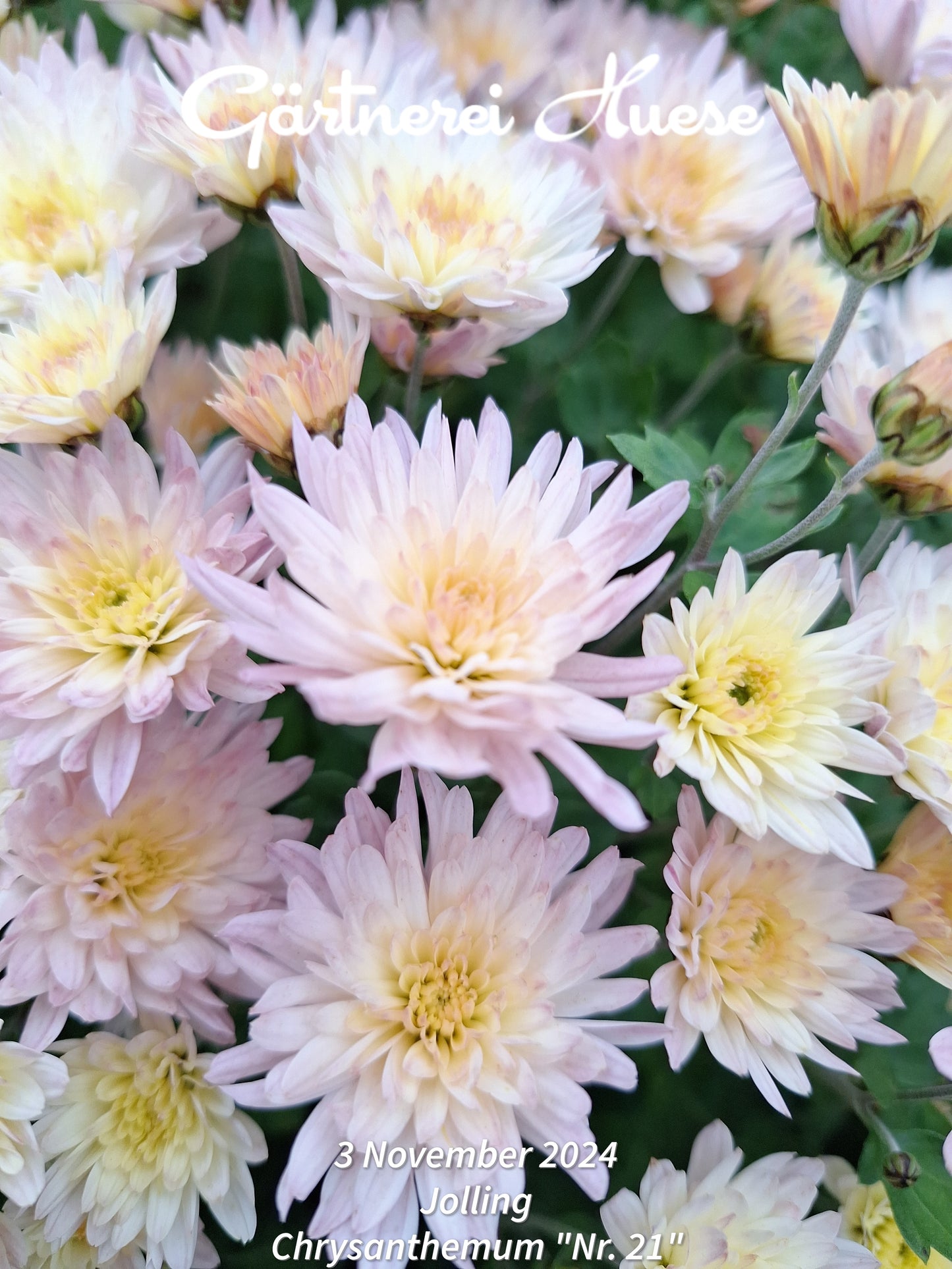 Chrysanthemum "Nummer 21" - 5 Stecklinge BIO