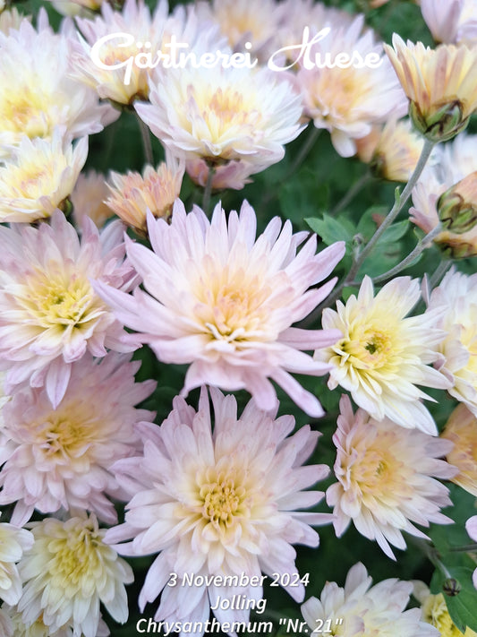 Chrysanthemum "Nummer 21" - 5 Stecklinge BIO