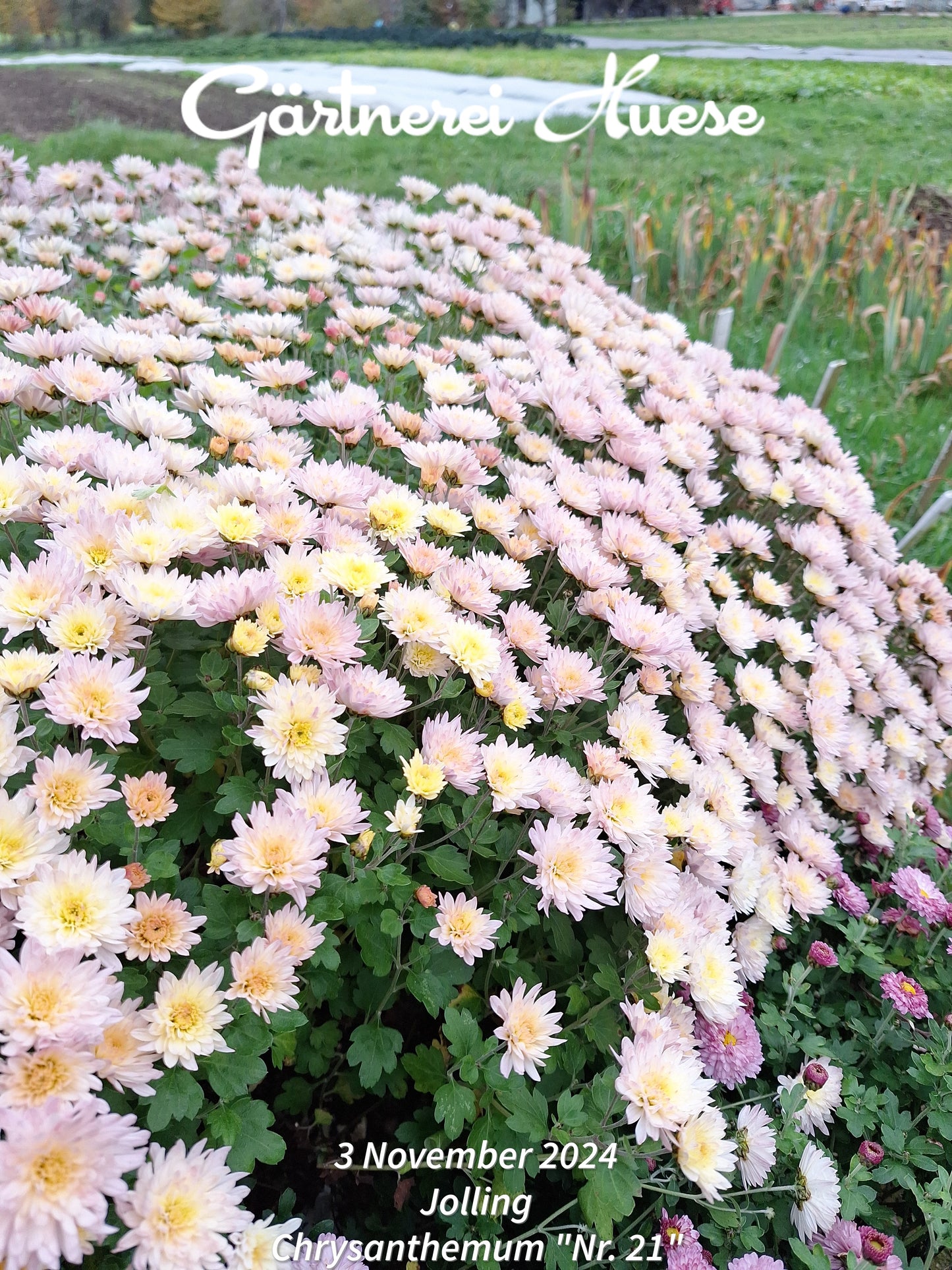 Chrysanthemum "Nummer 21" - 5 Stecklinge BIO