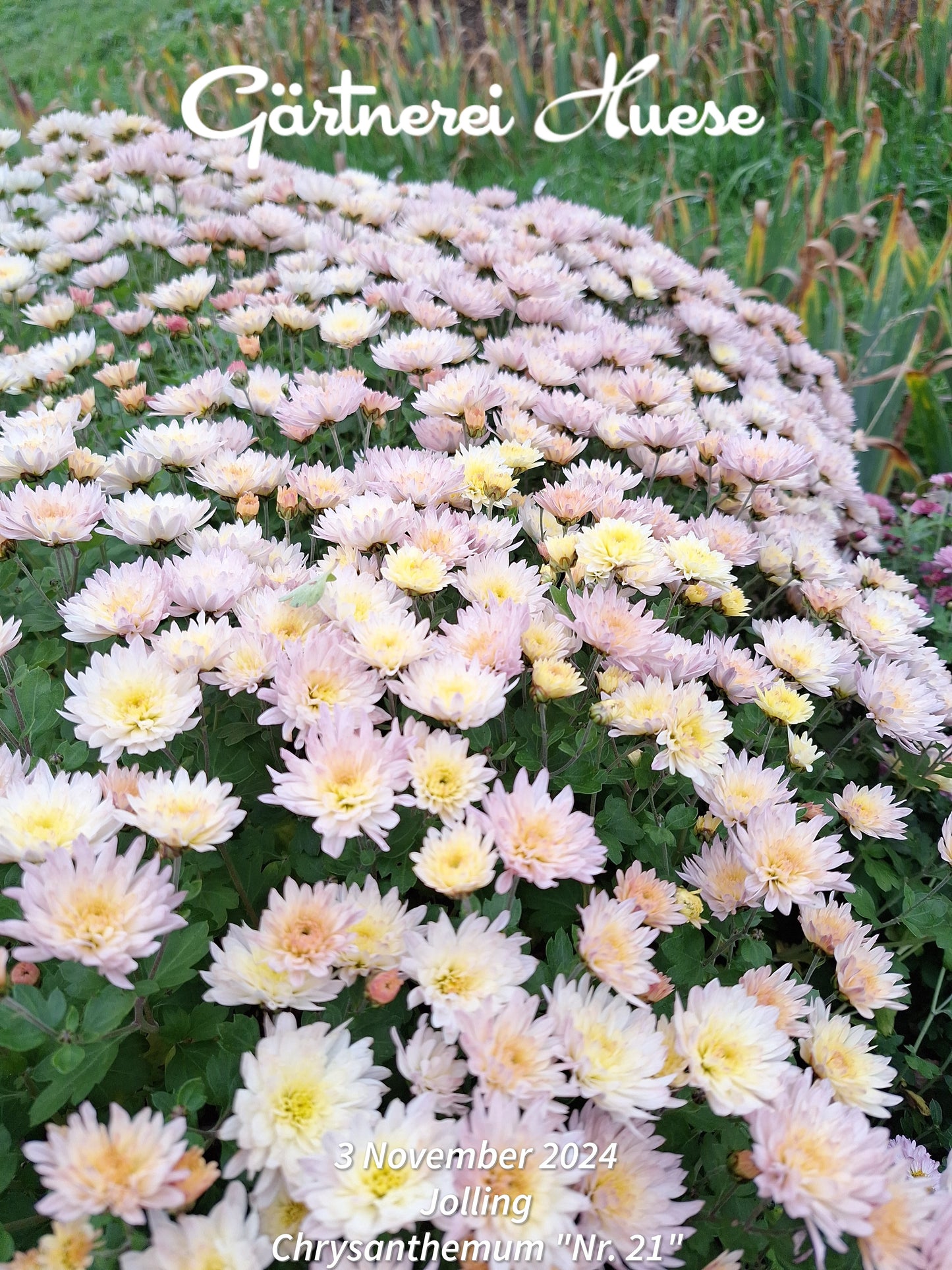 Chrysanthemum "Nummer 21" - 5 Stecklinge BIO
