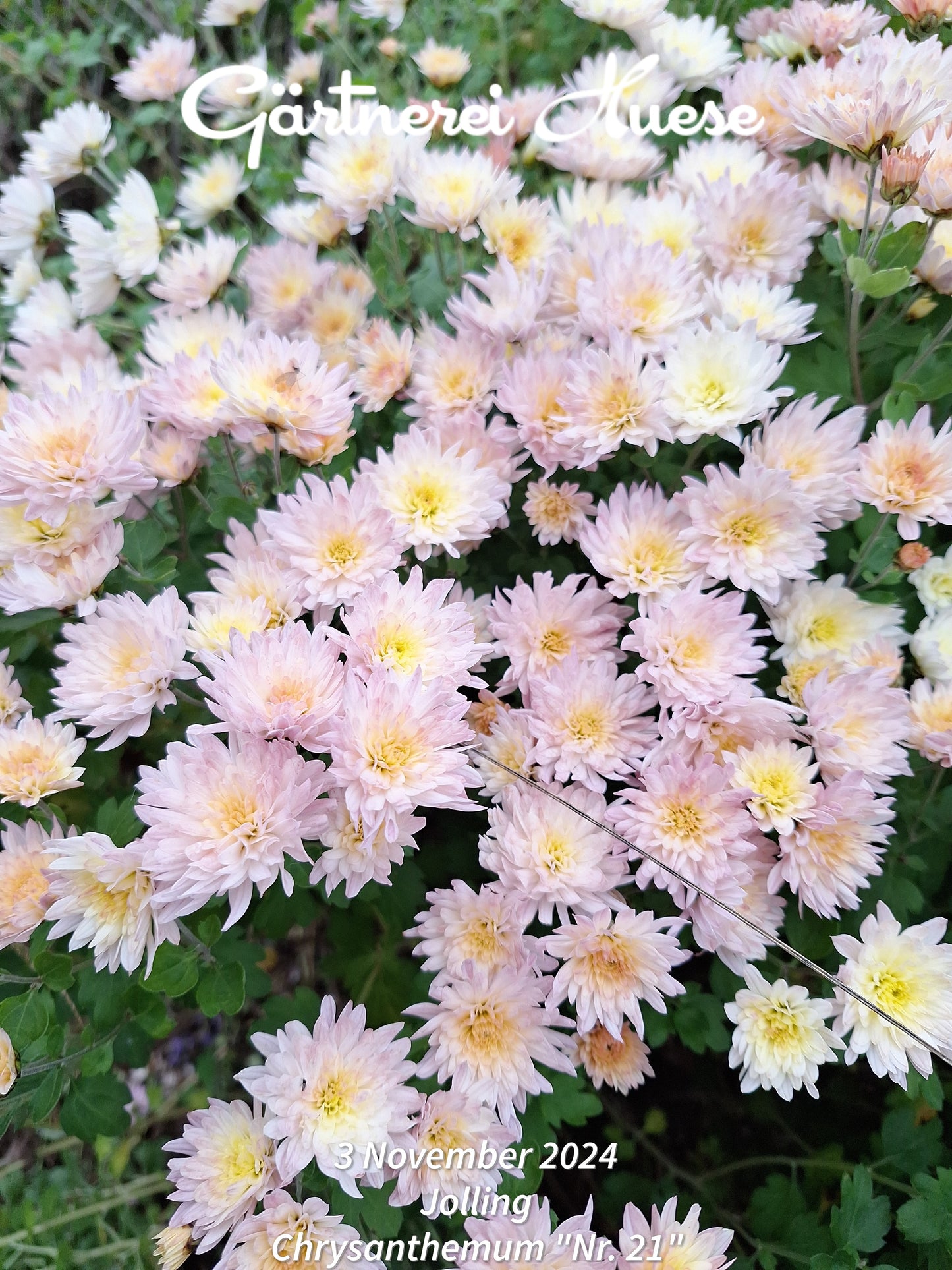 Chrysanthemum "Nummer 21" - 5 Stecklinge BIO