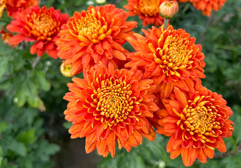 Chrysanthemum "Paddington Bronze" - 5 Stecklinge BIO
