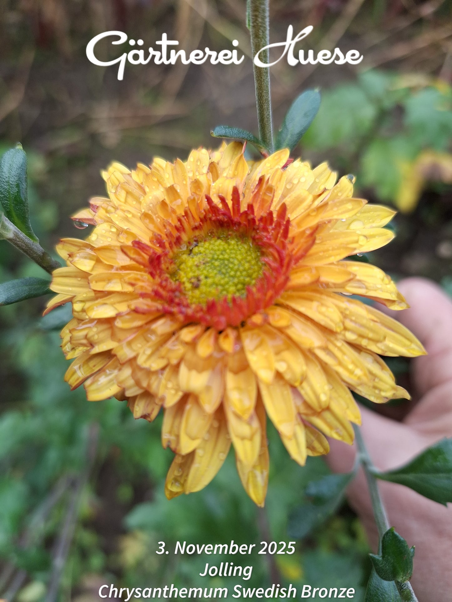 Chrysanthemum "Swedish Bronze" - 5 Stecklinge BIO