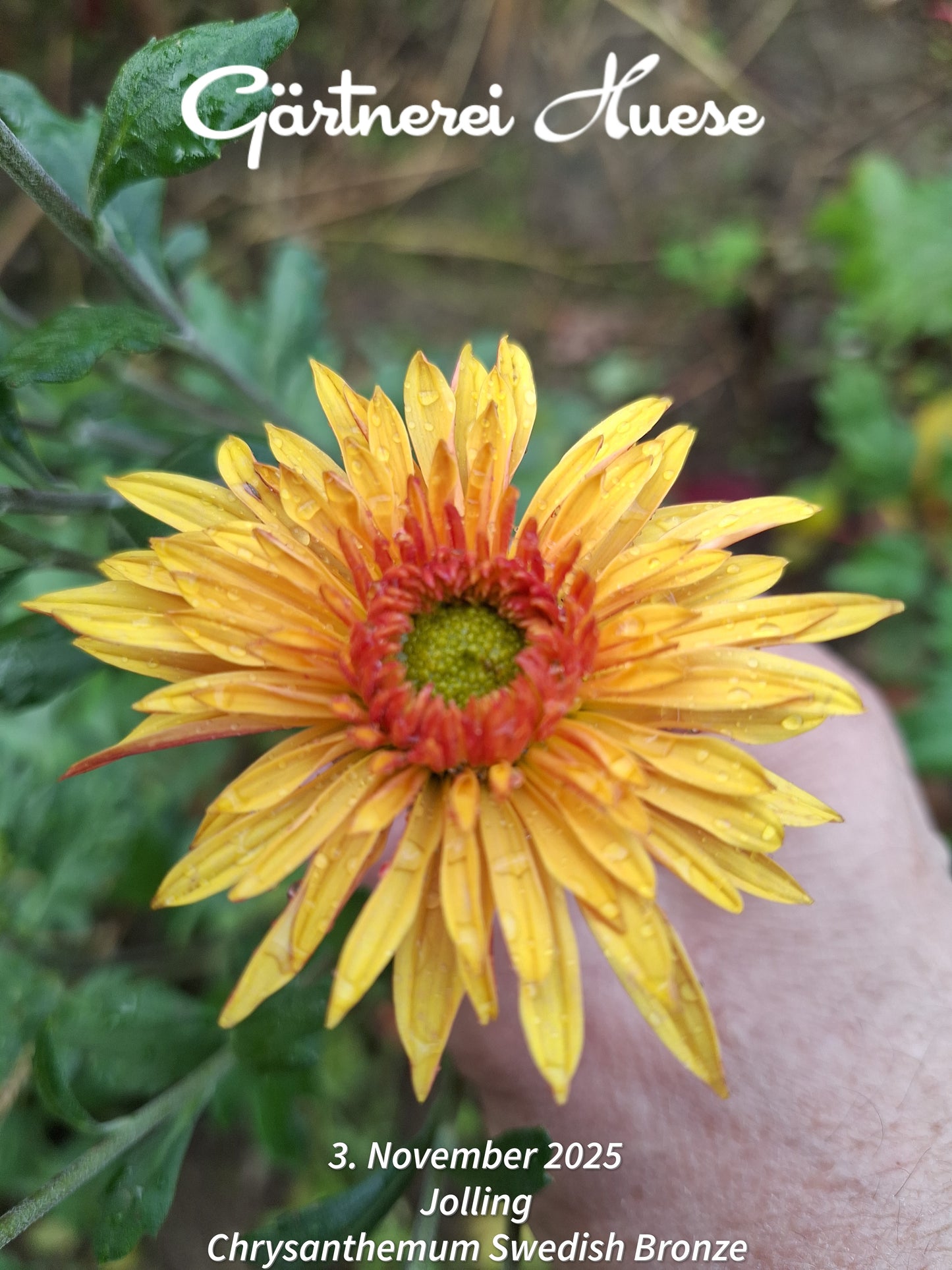 Chrysanthemum "Swedish Bronze" - 5 Stecklinge BIO