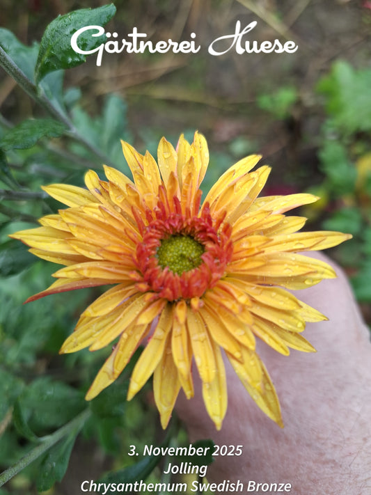 Chrysanthemum "Swedish Bronze" - 5 Stecklinge BIO