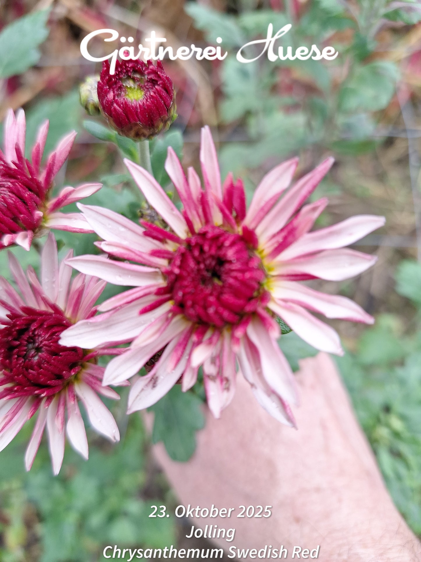 Chrysanthemum "Swedish Red" - 5 Stecklinge BIO
