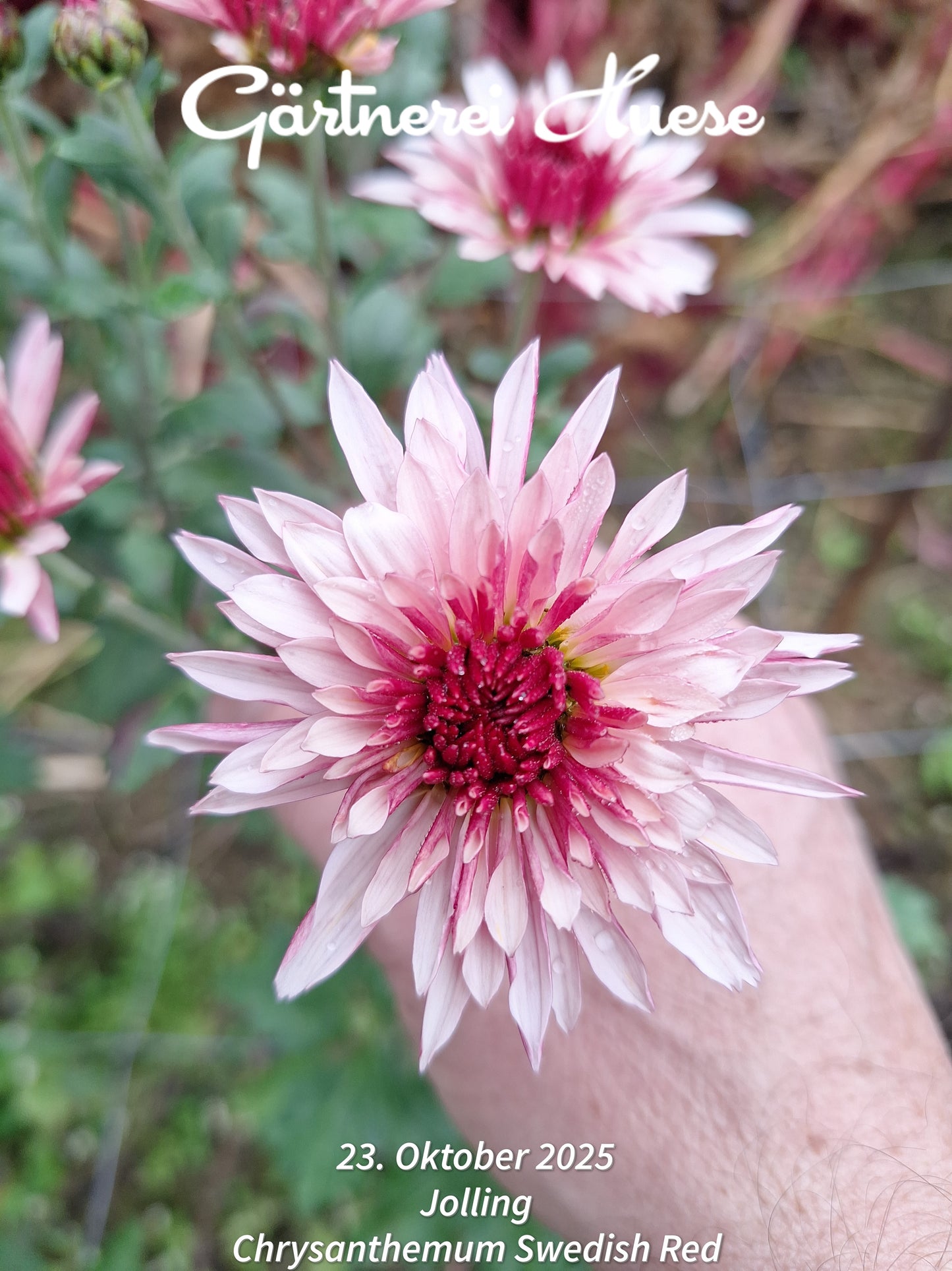 Chrysanthemum "Swedish Red" - 5 Stecklinge BIO