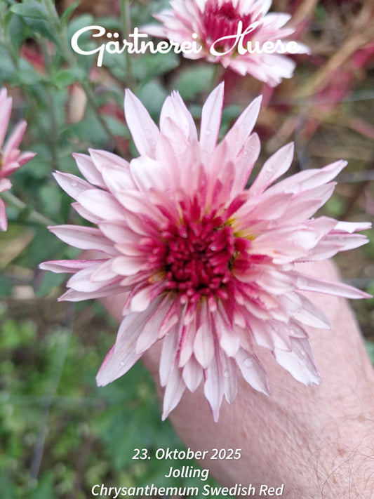 Chrysanthemum "Swedish Red" - 5 Stecklinge BIO