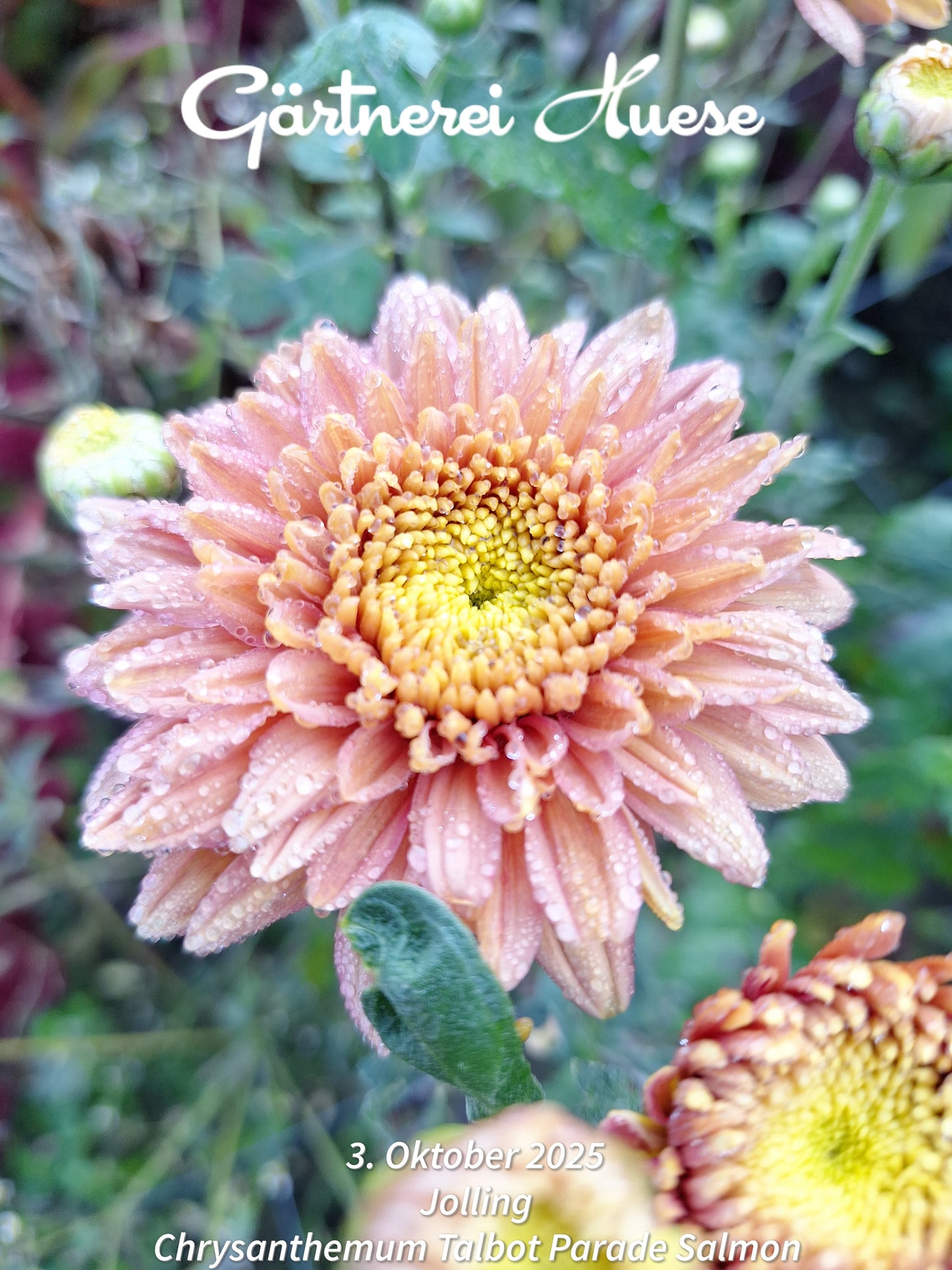 Chrysanthemum "Talbot Parade Salmon" - 5 Stecklinge BIO