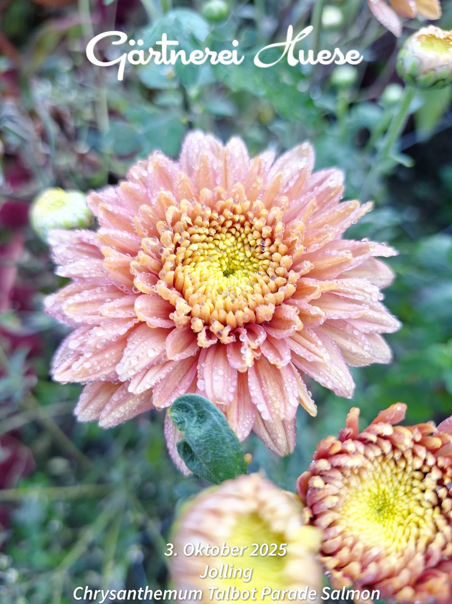 Chrysanthemum "Talbot Parade Salmon" - 5 Stecklinge BIO