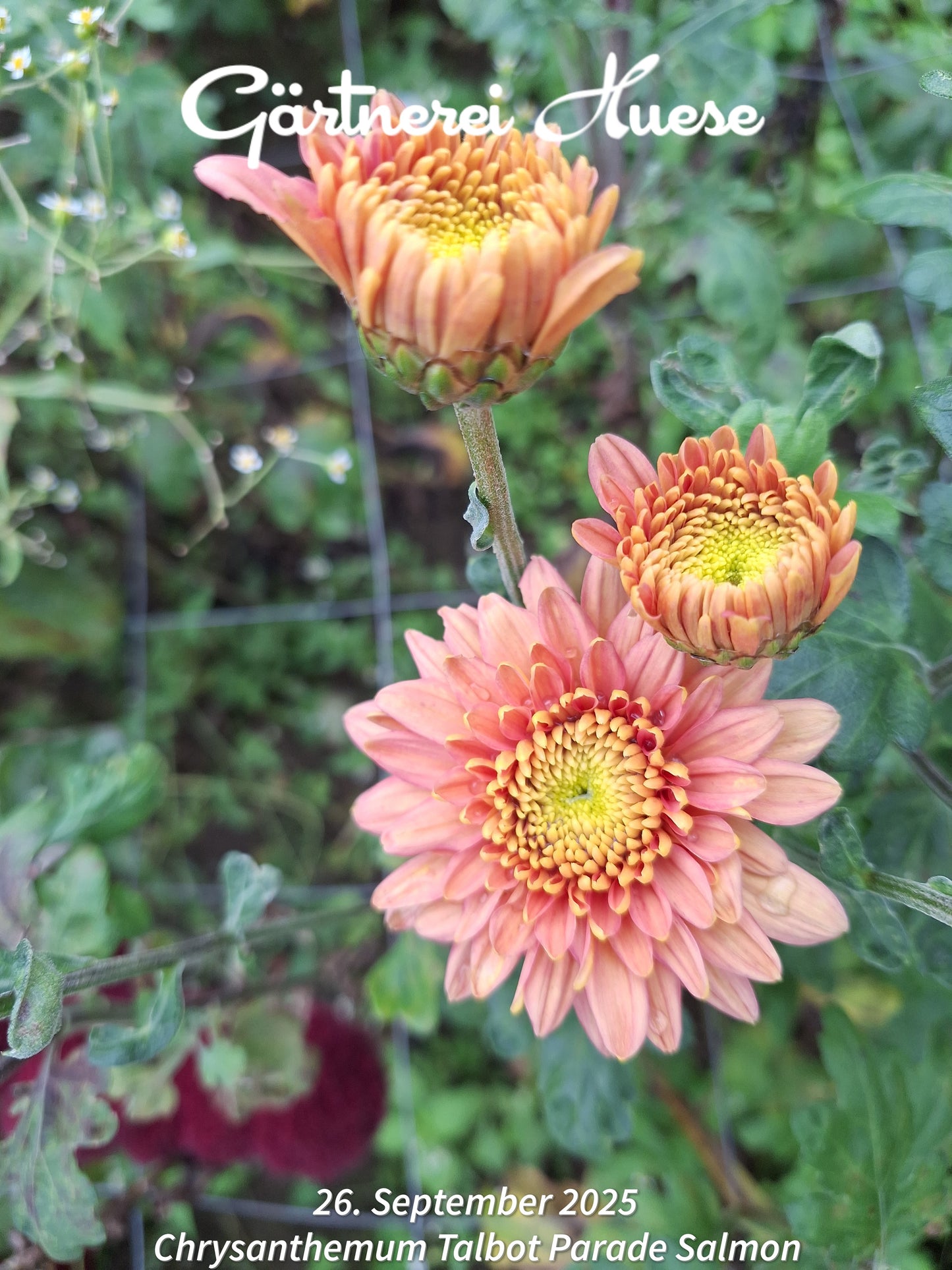 Chrysanthemum "Talbot Parade Salmon" - 5 Stecklinge BIO