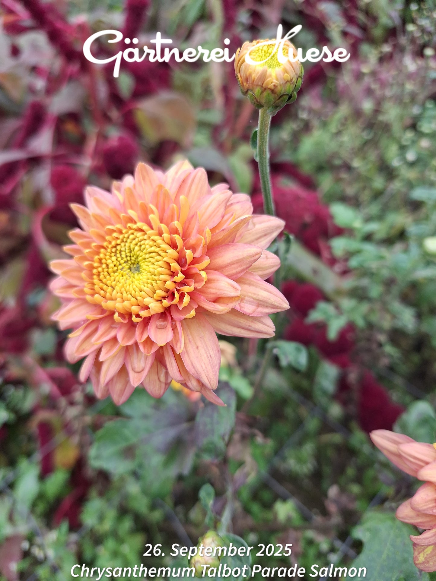 Chrysanthemum "Talbot Parade Salmon" - 5 Stecklinge BIO
