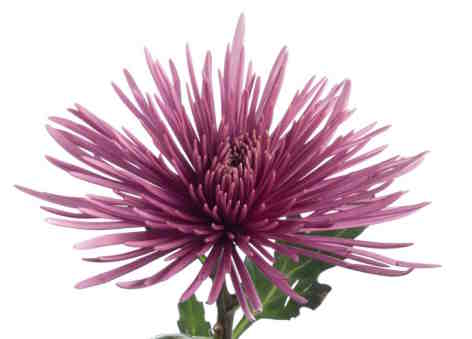 Chrysanthemum "Taunton Dark" - 5 Stecklinge BIO
