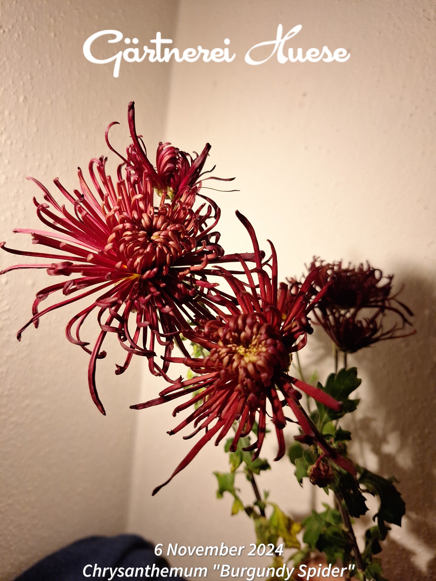 Überraschungs-paket SPÄT - 5 Chrysanthemen-stecklinge BIO