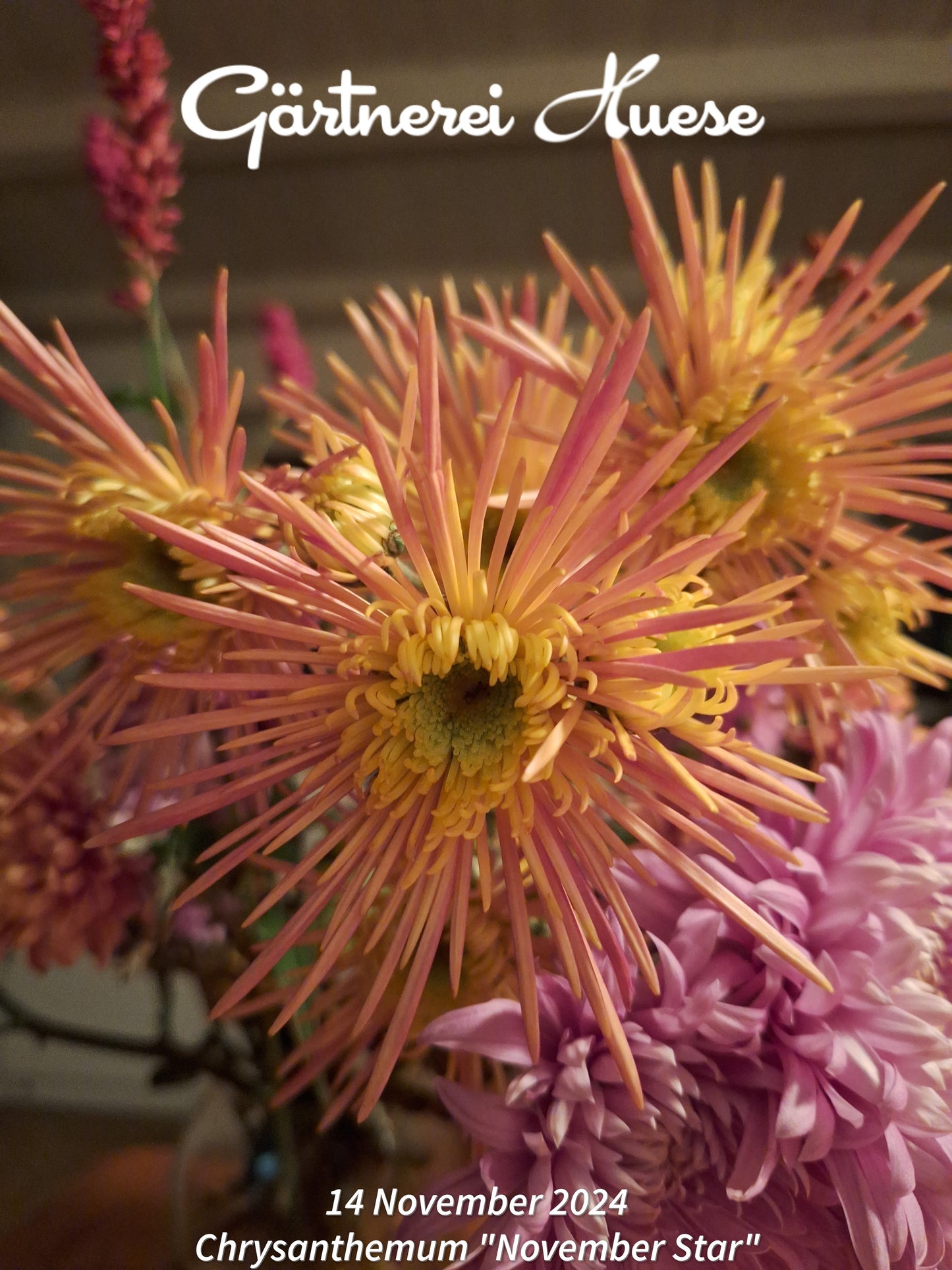 Überraschungs-paket SPÄT - 5 Chrysanthemen-stecklinge BIO