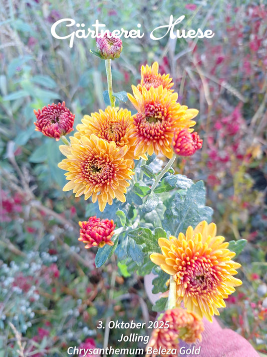 Chrysanthemum "Beleza Gold" 5 Stecklinge BIO