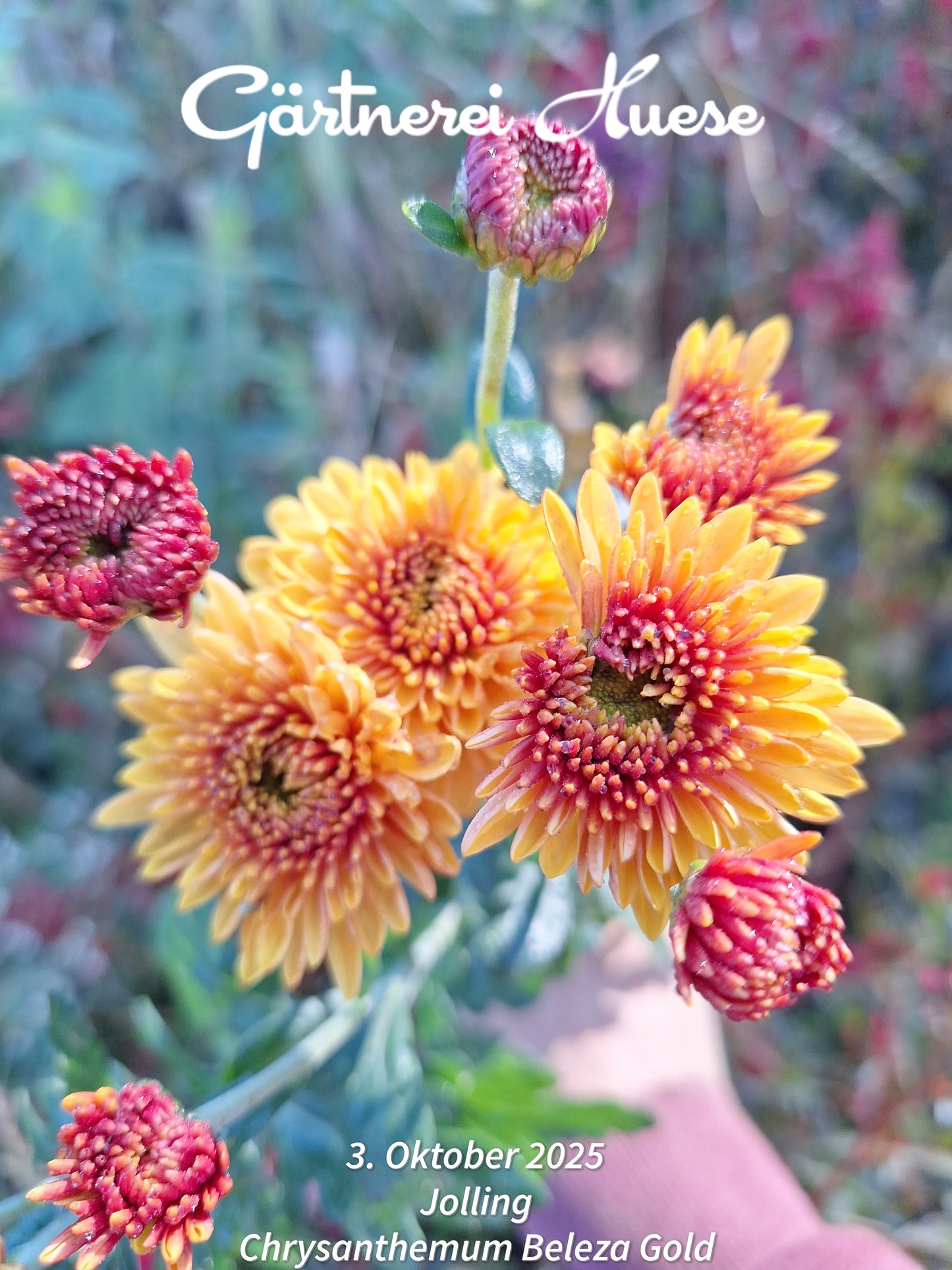 Chrysanthemum "Beleza Gold" 5 Stecklinge BIO