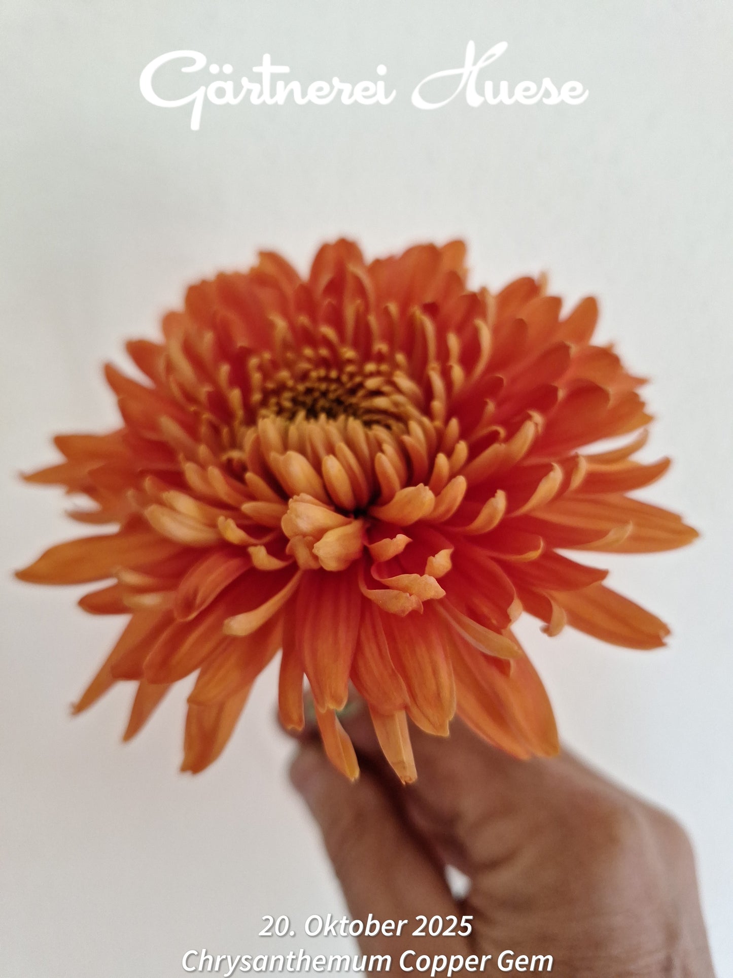 Überraschungs-paket MITTEL - 5 Chrysanthemen-stecklinge BIO