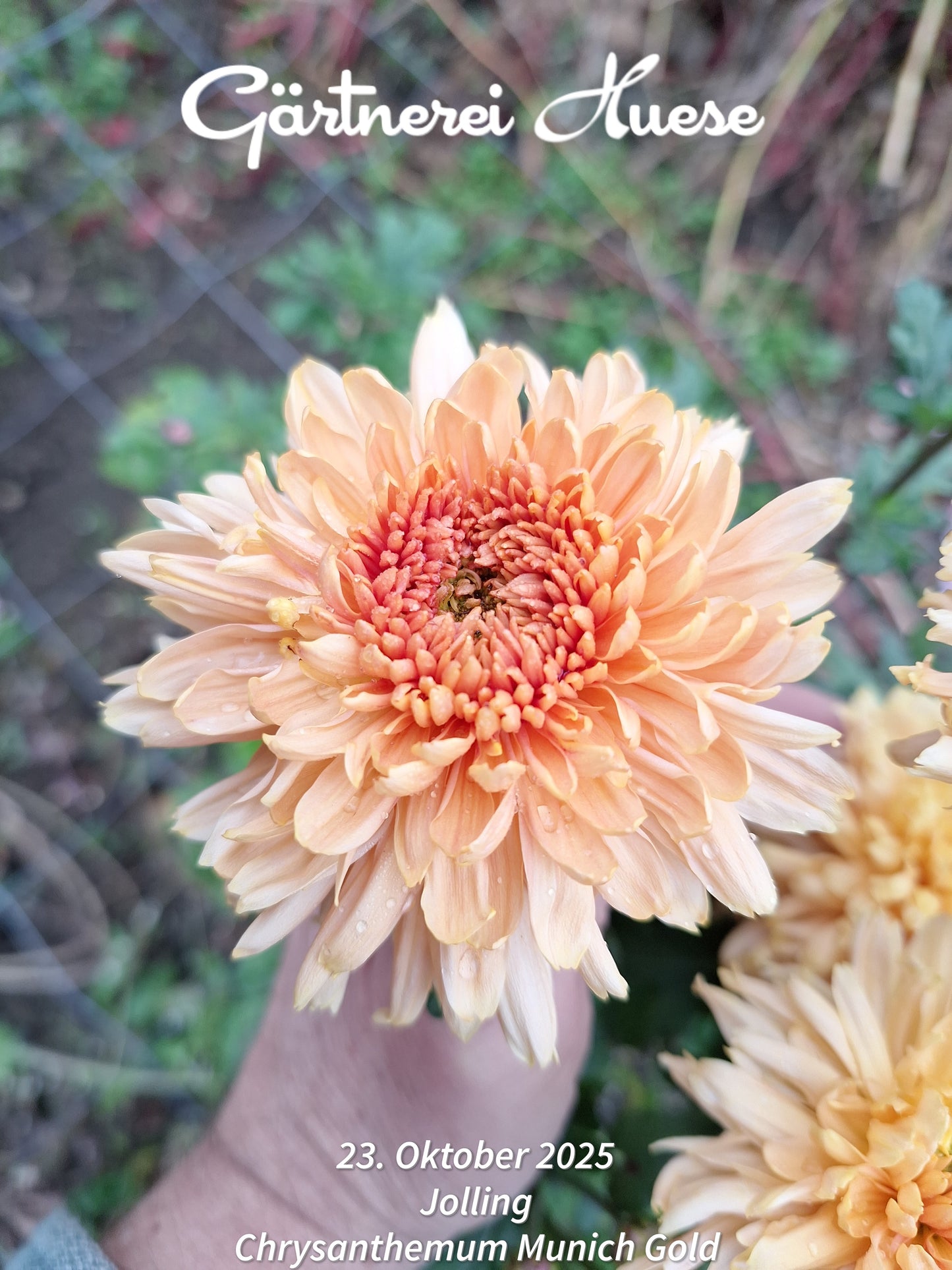 Chrysanthemum "Munich Gold" - 5 Stecklinge BIO