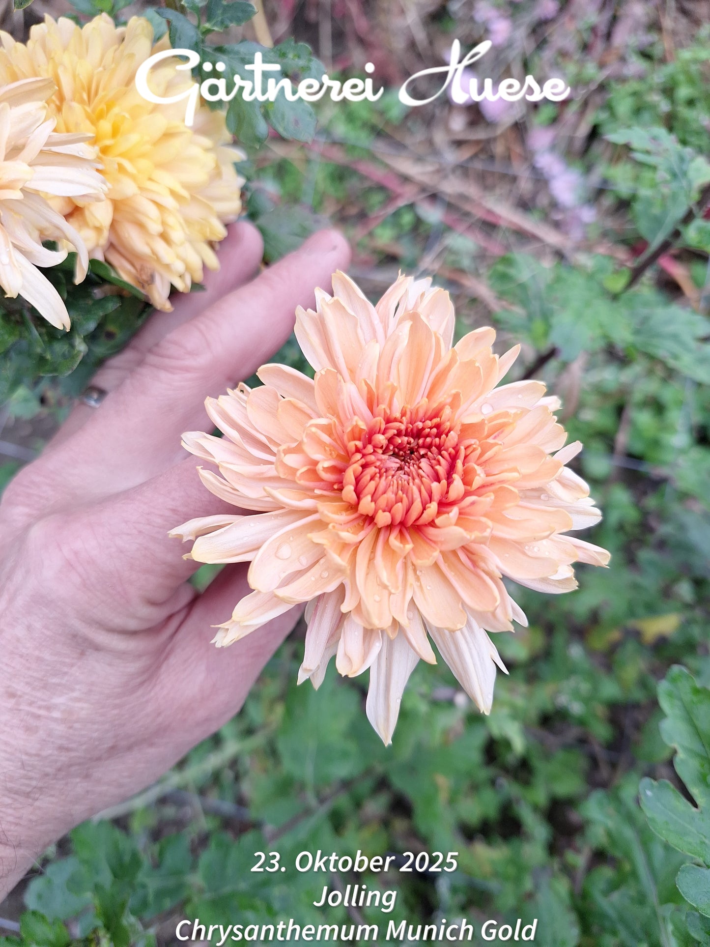 Chrysanthemum "Munich Gold" - 5 Stecklinge BIO