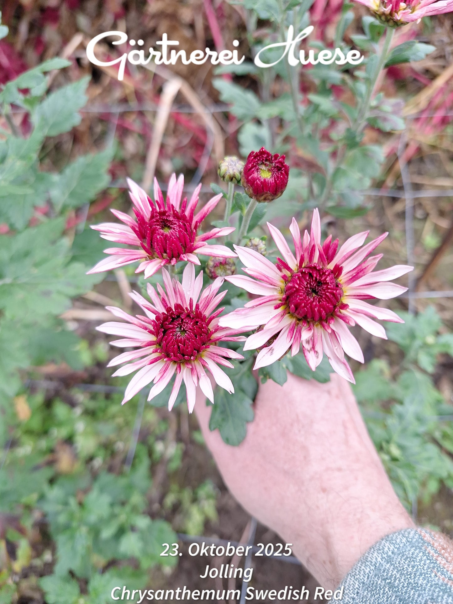 Überraschungs-paket MITTEL - 5 Chrysanthemen-stecklinge BIO