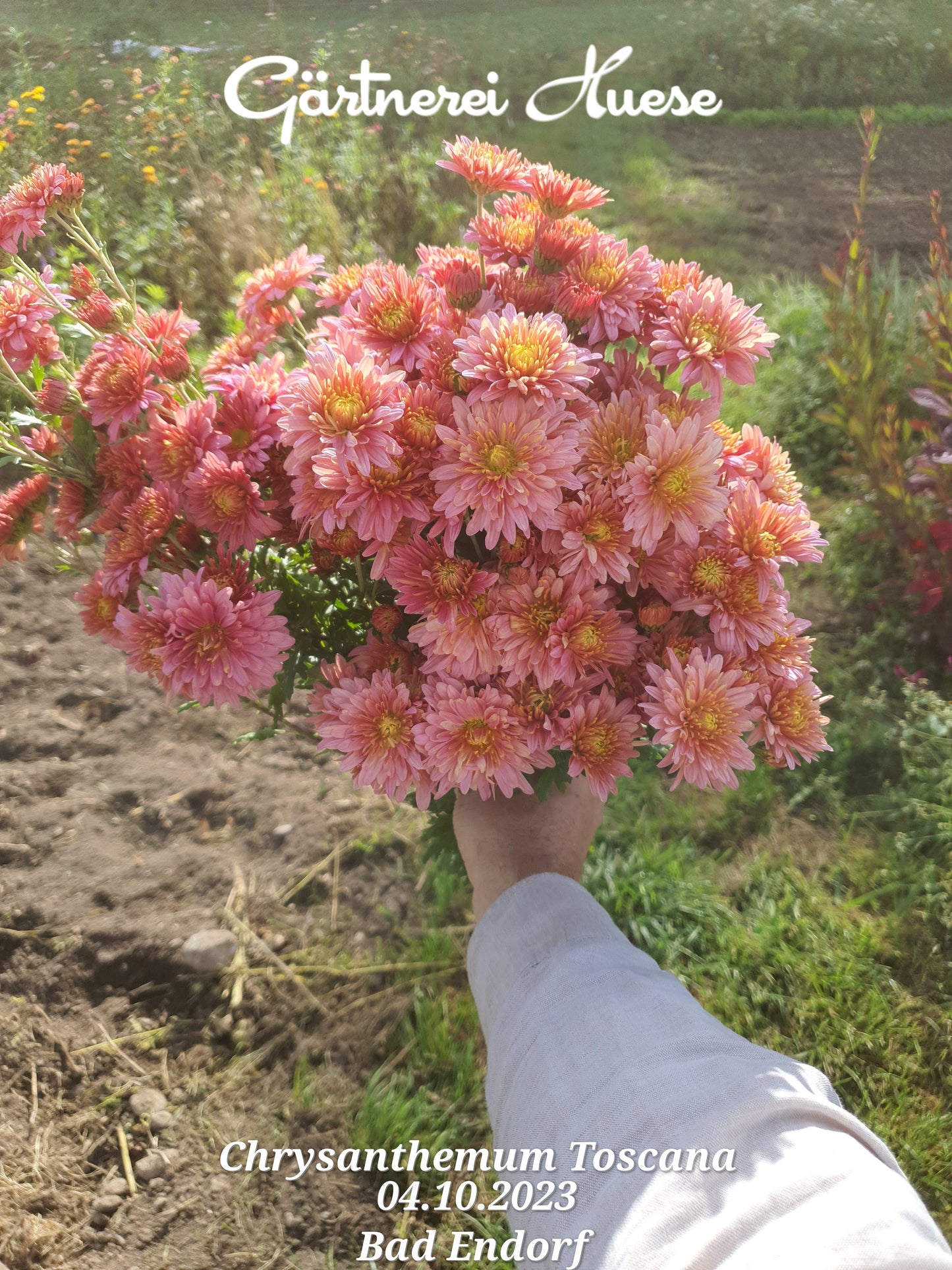 Überraschungs-paket WINTERHART - 5 Chrysanthemenstecklinge - BIO