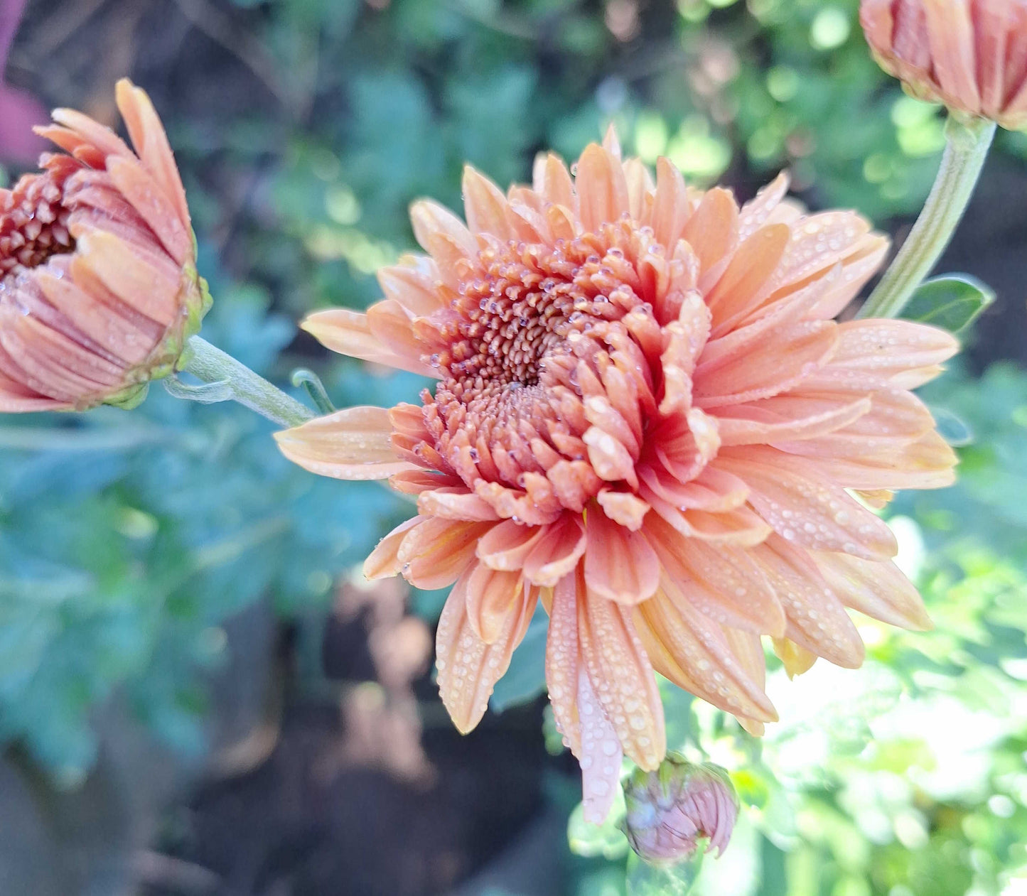 Chrysanthemum "Wakehurst Bronze" - 5 Stecklinge BIO