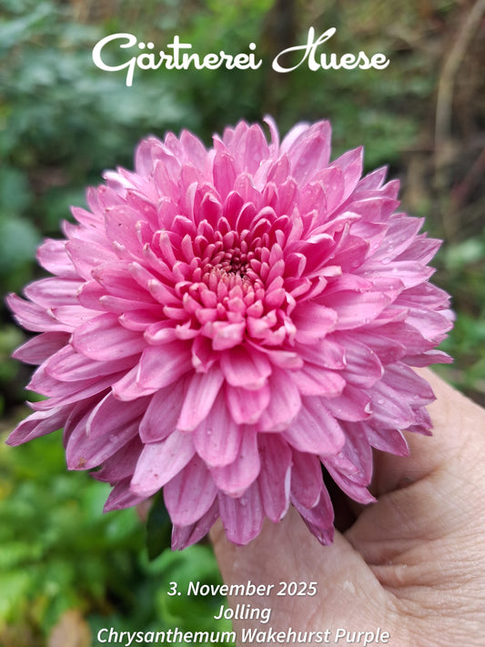 Chrysanthemum "Wakehurst Purple" - 5 Stecklinge BIO