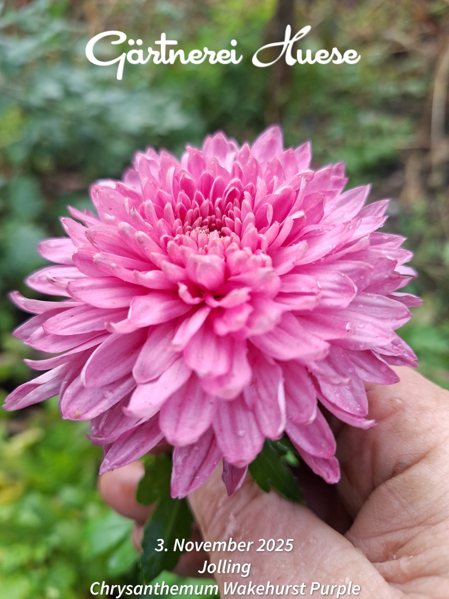 Chrysanthemum "Wakehurst Purple" - 5 Cuttings Organic