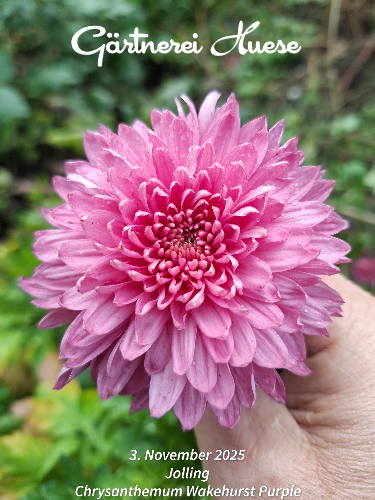 Chrysanthemum "Wakehurst Purple" - 5 Cuttings Organic