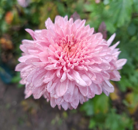 Chrysanthemum "Wakehurst Rosa" - 5 Stecklinge BIO